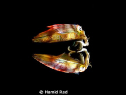 Reef squid & its reflection at the surface / Canon G9 wit... by Hamid Rad 